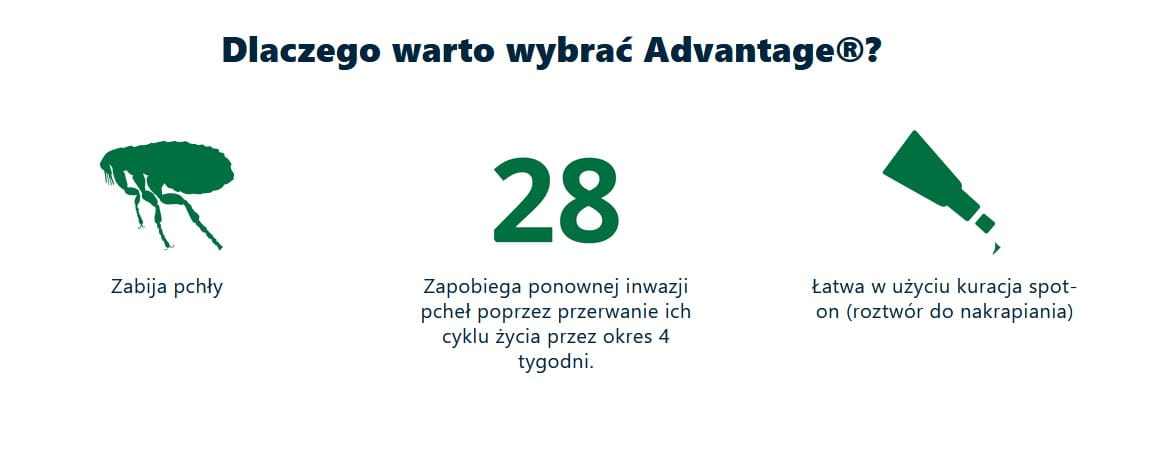 ADVANTAGE Roztwór do nakrapiania dla kotów powyżej 4 kg (4 x 0,8 ml).jpg